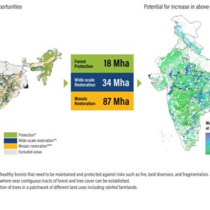 Trees-outside-forest Roadmap for Scaling Trees Outside Forests in India: Learnings from Select States on Policy Incentives, Enabling Conditions, and Barriers